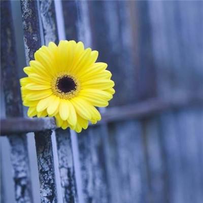 创造与魔法官方版游戏