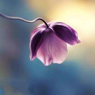 财通多策略升级混合(LOF)C净值上涨4.58%